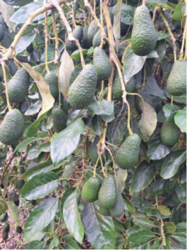 Persea americana var. ’Hass' / Avocatier Groupe A