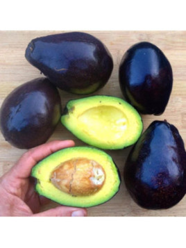 Persea var. drymifolia mexicola / Avocatier de semi (mexicain) A