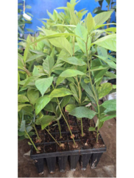 Persea var. drymifolia mexicola / Avocatier de semi (mexicain) A