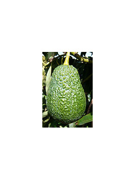 Persea americana var. ’Lamb Hass' / Avocatier Groupe A