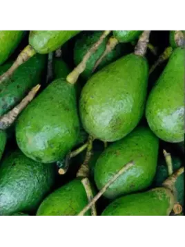 Persea americana var. ’Lula' / Avocatier Groupe A