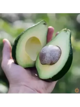 Persea americana var. ’Lula' / Avocatier Groupe A