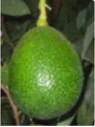 Persea americana 'Reed' / Avocatier 'reed' Groupe A