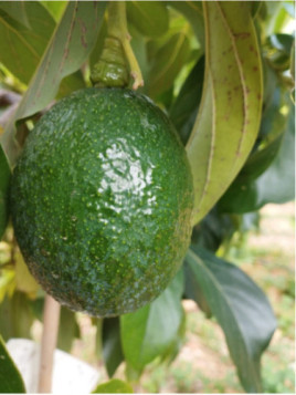 Persea americana 'Reed' / Avocatier 'reed' Groupe A