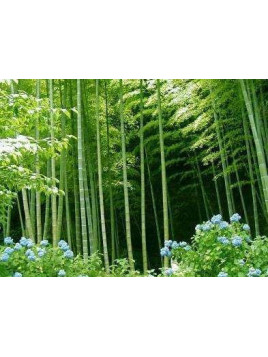 Bambou. Phyllostachys glauca ( comestible)