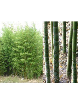 Phyllostachys aurea / Bambou doré