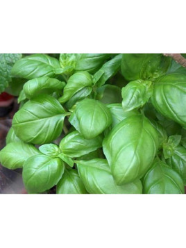 Basilic 'Grand vert' - Ocimum basilicum