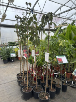 Bauhinia variegata / arbre à Orchidée