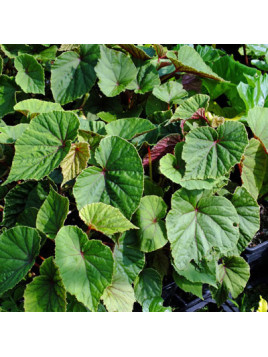 Begonia grandis ssp. 'Evansiana'