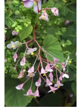 Begonia grandis ssp. 'Evansiana'