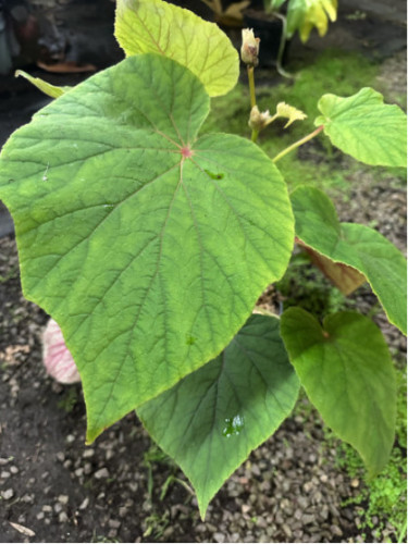 Begonia 'Torsa'