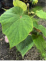 Begonia 'Torsa'