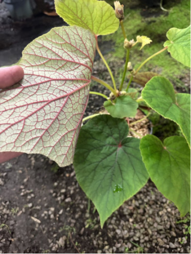 Begonia 'Torsa'