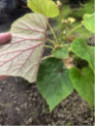 Begonia 'Torsa'