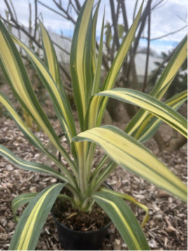 Beshorneria flamingo glow