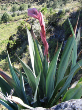 Beschorneria Yuccoides