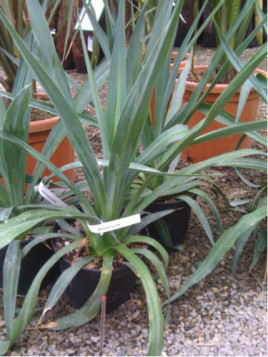 Beschorneria Yuccoides