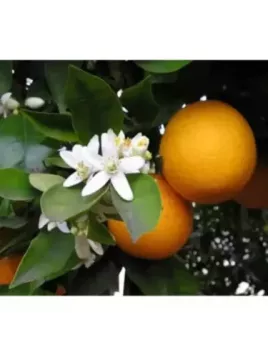 Citrus x aurantium / Bigaradier - Orange amère