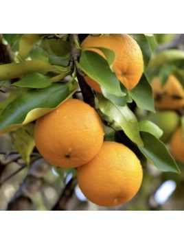 Citrus x aurantium / Bigaradier - Orange amère