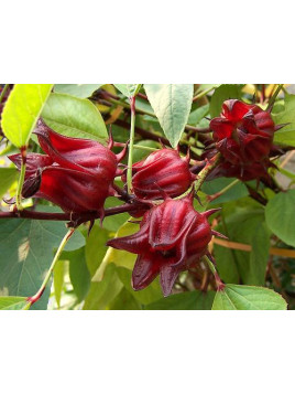 Bissap / Hibiscus sabdariffa / Oseille de Guinée