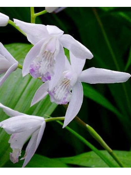 Bletilla striata 'alba' / Orchidée de jardin blanche