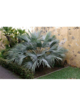 Brahea armata / Palmier bleu du Méxique