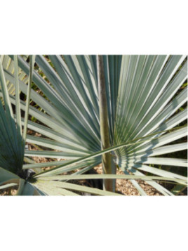 Brahea armata / Palmier bleu du Méxique