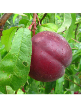 Prunus persica 'Nectarose' / Brugnonier à chair blanche