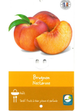 Prunus persica 'Nectarose' / Brugnonier à chair blanche