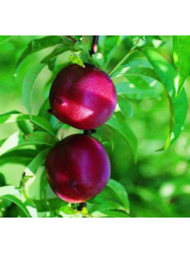 Prunus persica 'Morton' / Brugnonier Nectarinier