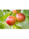 Prunus persica 'Silver Lode' / Brugnonier à chair blanche