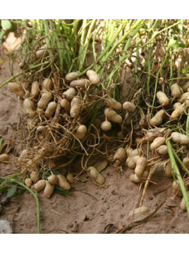 Cacahuète Arachis hypogea