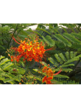 Caesalpina pulcherrima / petit flamboyant