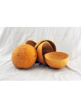 Calebassier / Arbre à calebasse/ crescentia cujete