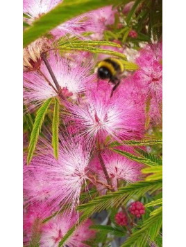 Calliandra surinamensis 'Dixie pink / Pompon du marin