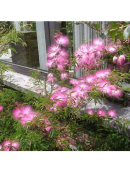 Calliandra surinamensis 'Dixie pink / Pompon du marin