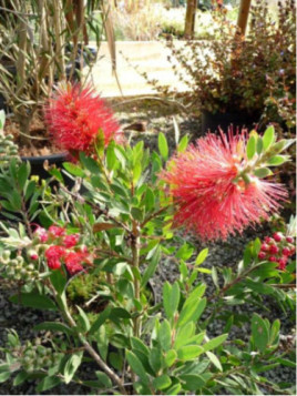 Callistemon 'Laevis' / Rince bouteille