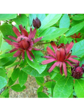 Calycanthus floridus (arbre aux anemones)
