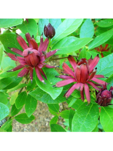 Calycanthus floridus (arbre aux anemones) Calycanthus floridus (arbre aux anemones)