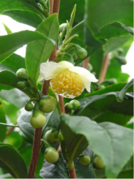Camellia sinensis - Théojardin® / Théier / arbre à thé