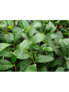 Camellia sinensis - Théojardin® / Théier / arbre à thé