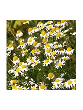 Camomille - Matricaria recutita