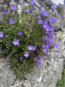 Campanule des mures - Campanula muralis -  portenschlagiana