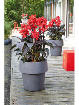 Canna Cannova bronze scarlet