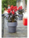 Canna Cannova bronze scarlet