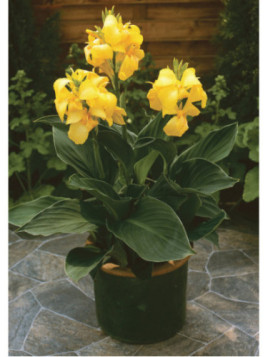 Canna Cannova yellow