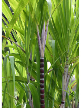 Saccharum officinarum / Canne à Sucre