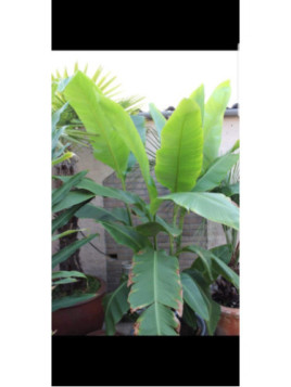 Canna géant tuerckheimii (canna géant à feuille de bananier)