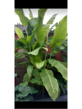 Canna géant tuerckheimii (canna géant à feuille de bananier)