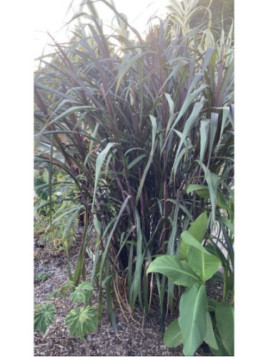 Canne à sucre pourpre - Saccharum officinarum purpurreum